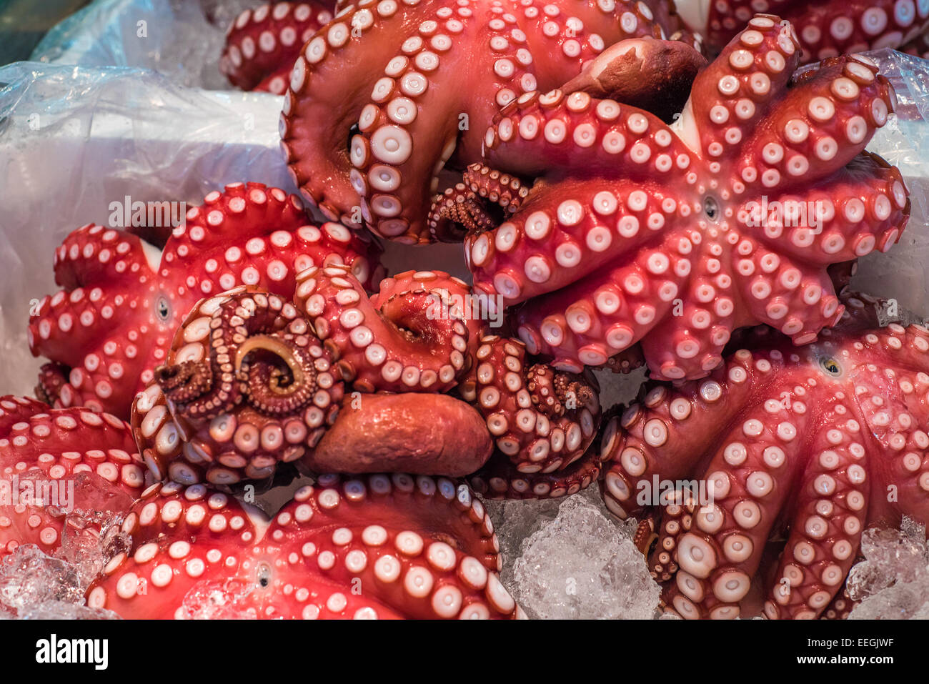 Red live octopus at Tsukiji fish market, Tokyo, Japan Stock Photo