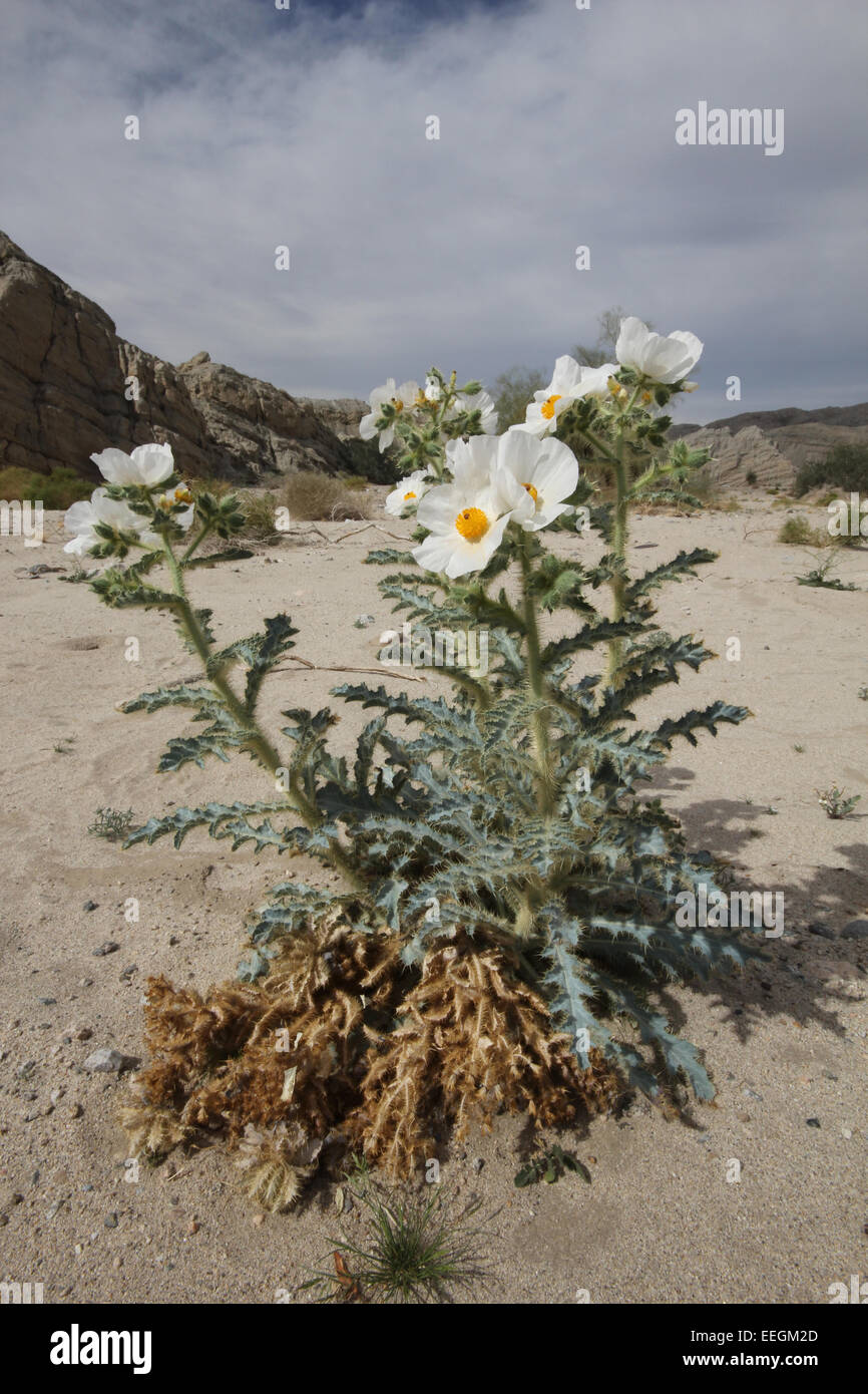 Desert Prickly Poppy Southern California Stock Photo