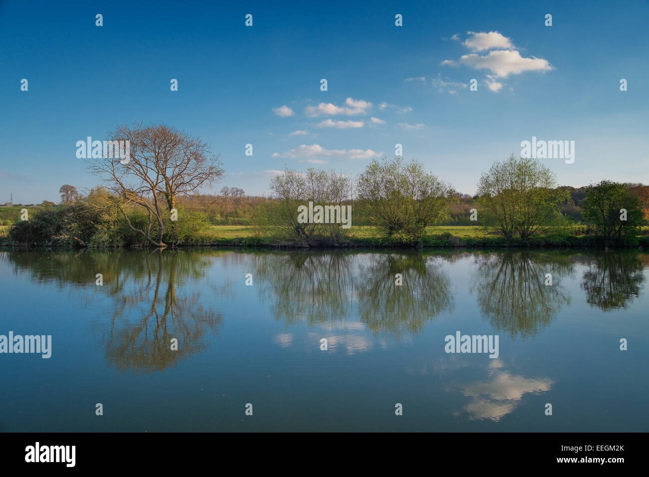 Willow trees reflected in the water along the banks of the River Thames near Abingdon, Oxfordshire. Stock Photo