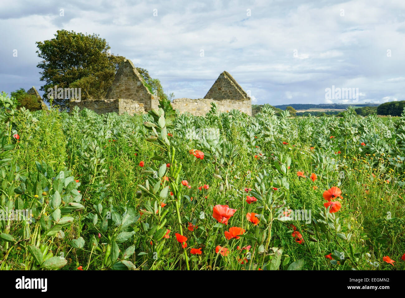 A field with poppies and an old ruined stone cottage. In Scotland. Stock Photo