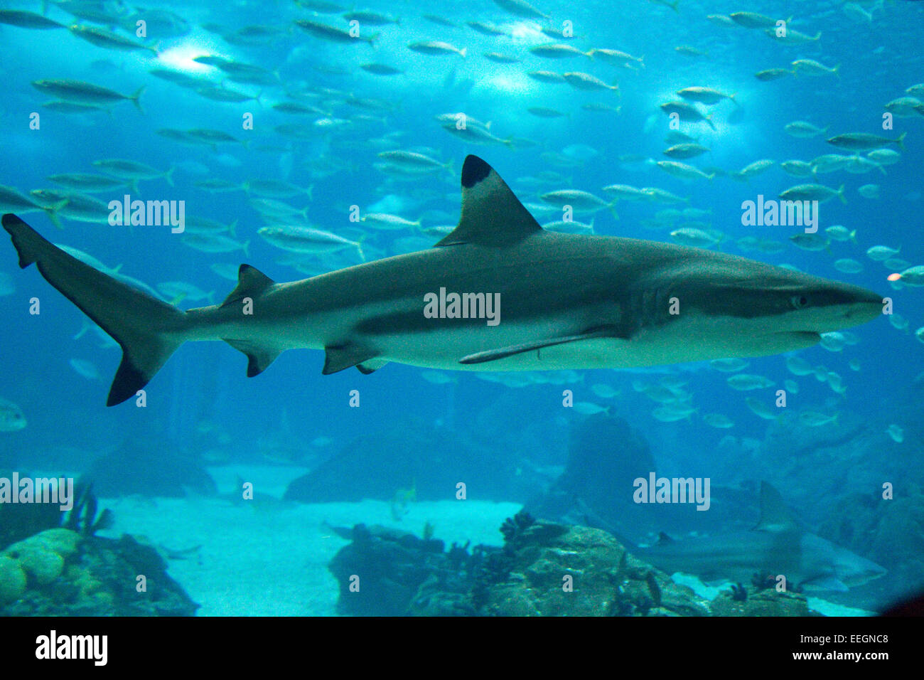 great white shark Stock Photo - Alamy