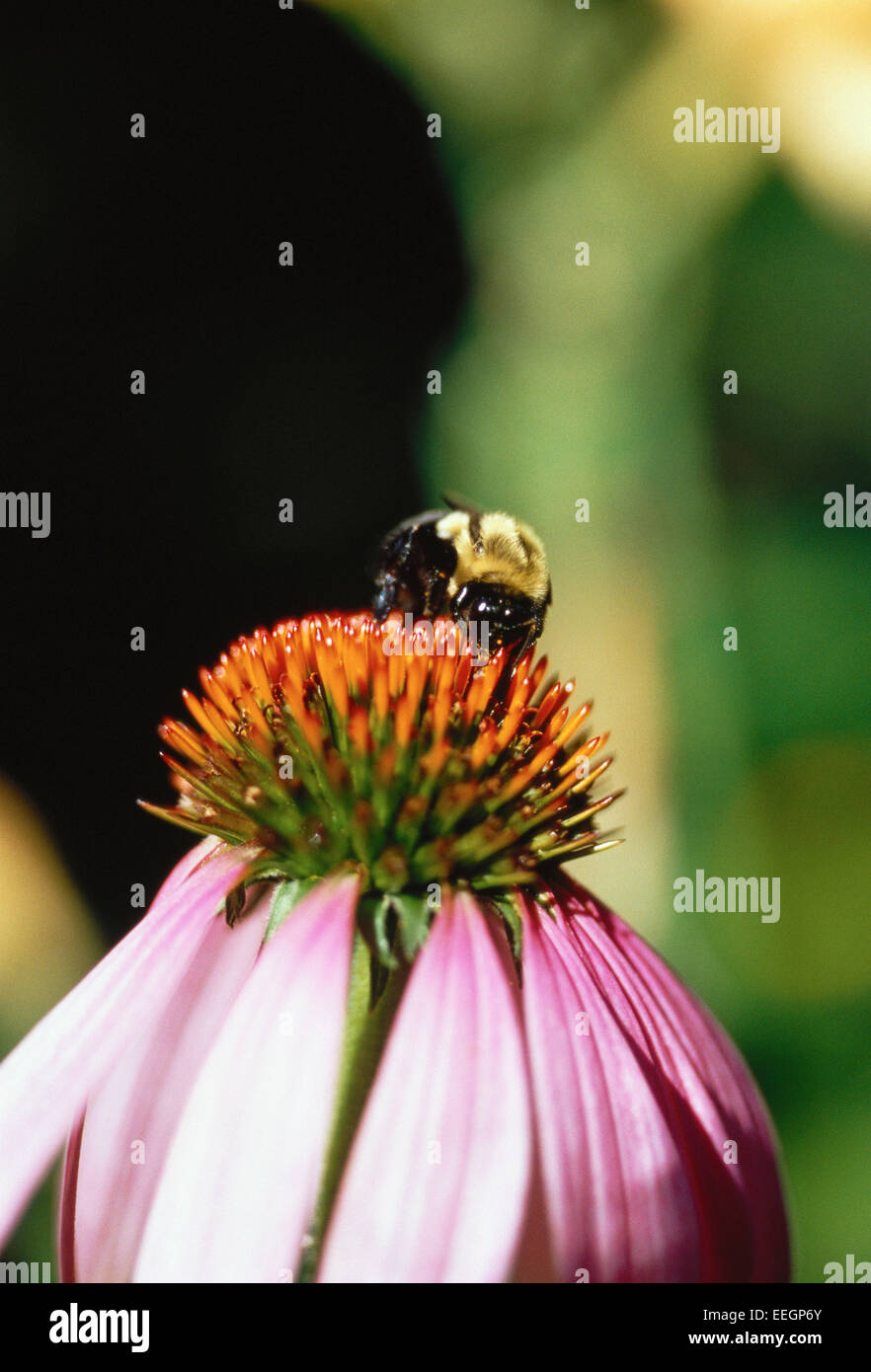 Bumble bee flower hi-res stock photography and images - Alamy