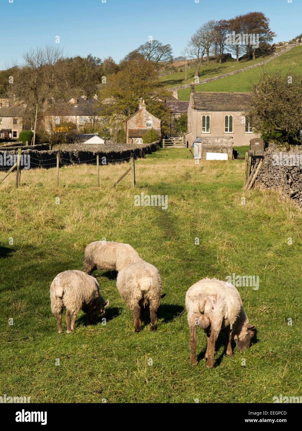 UK, Derbyshire, Tideswell, Litton village, sheep grazing in field below