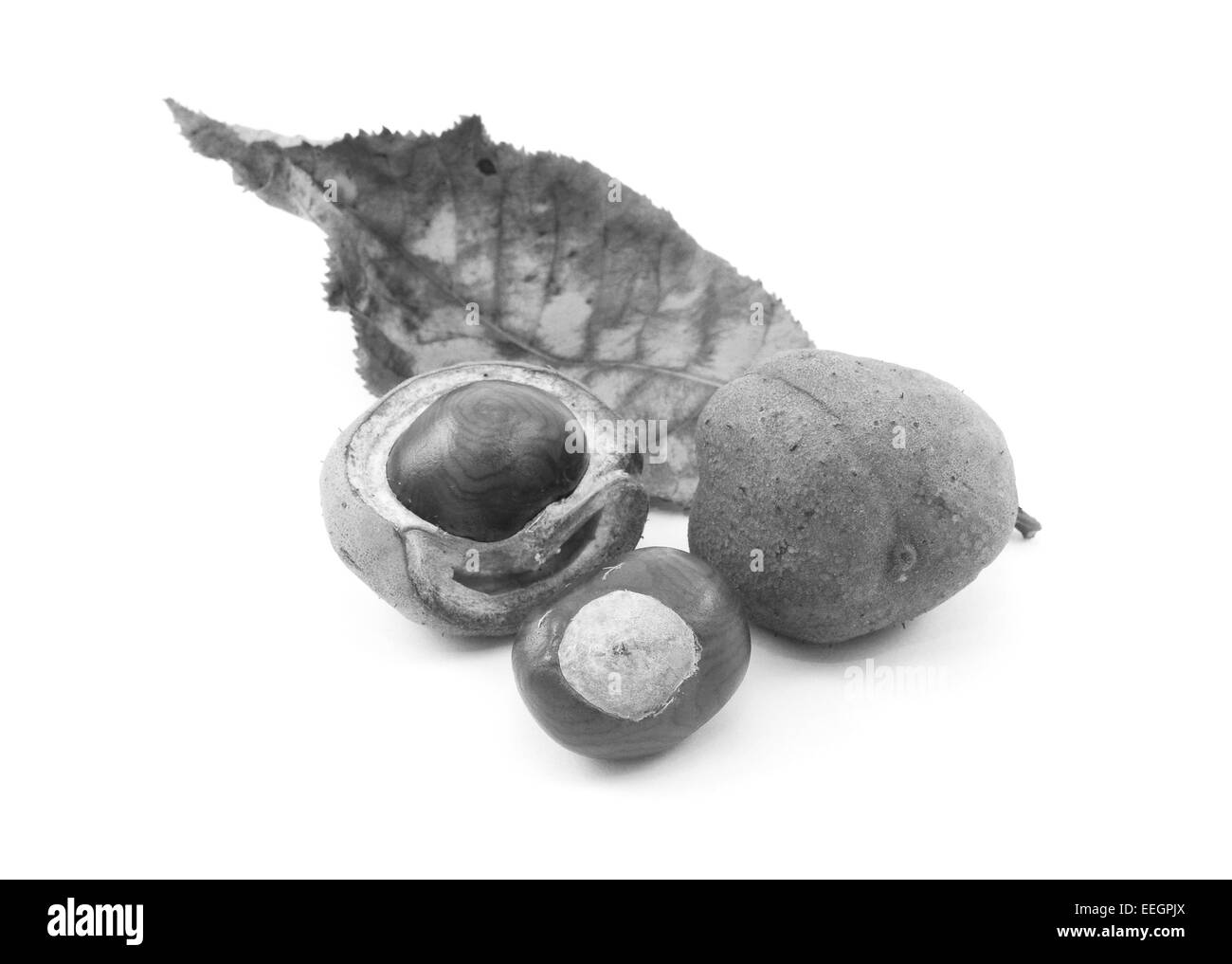 Conkers and smooth seed cases with the leaf of a red horse chestnut tree, isolated on a white background - monochrome processing Stock Photo