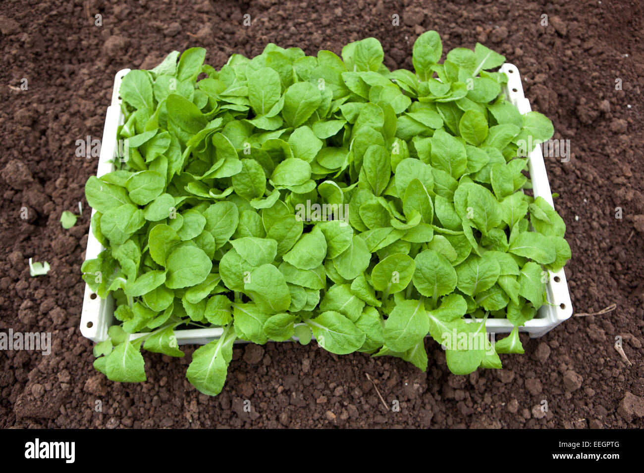 Chinese cabbage seedlings in a crate ready for planting in the ground, Czech Republic Vegetable seedlings in a tray Stock Photo