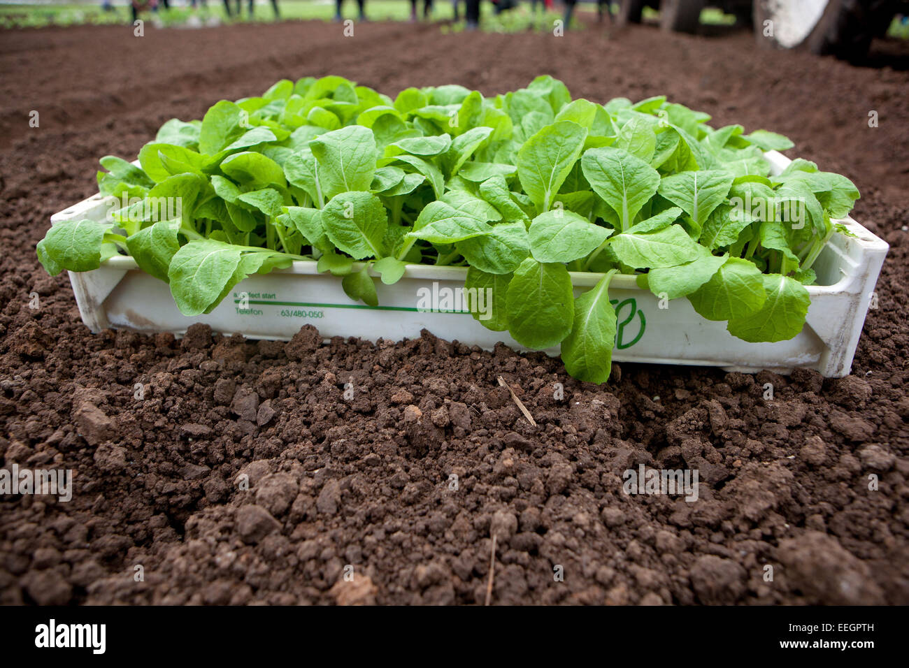 Chinese cabbage planting on field, Czech Republic Farmer Stock Photo