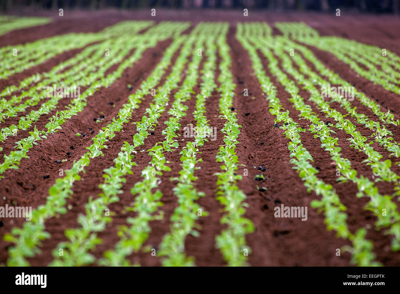 Chinese cabbage in row planting on the farm field, Czech Republic Stock Photo