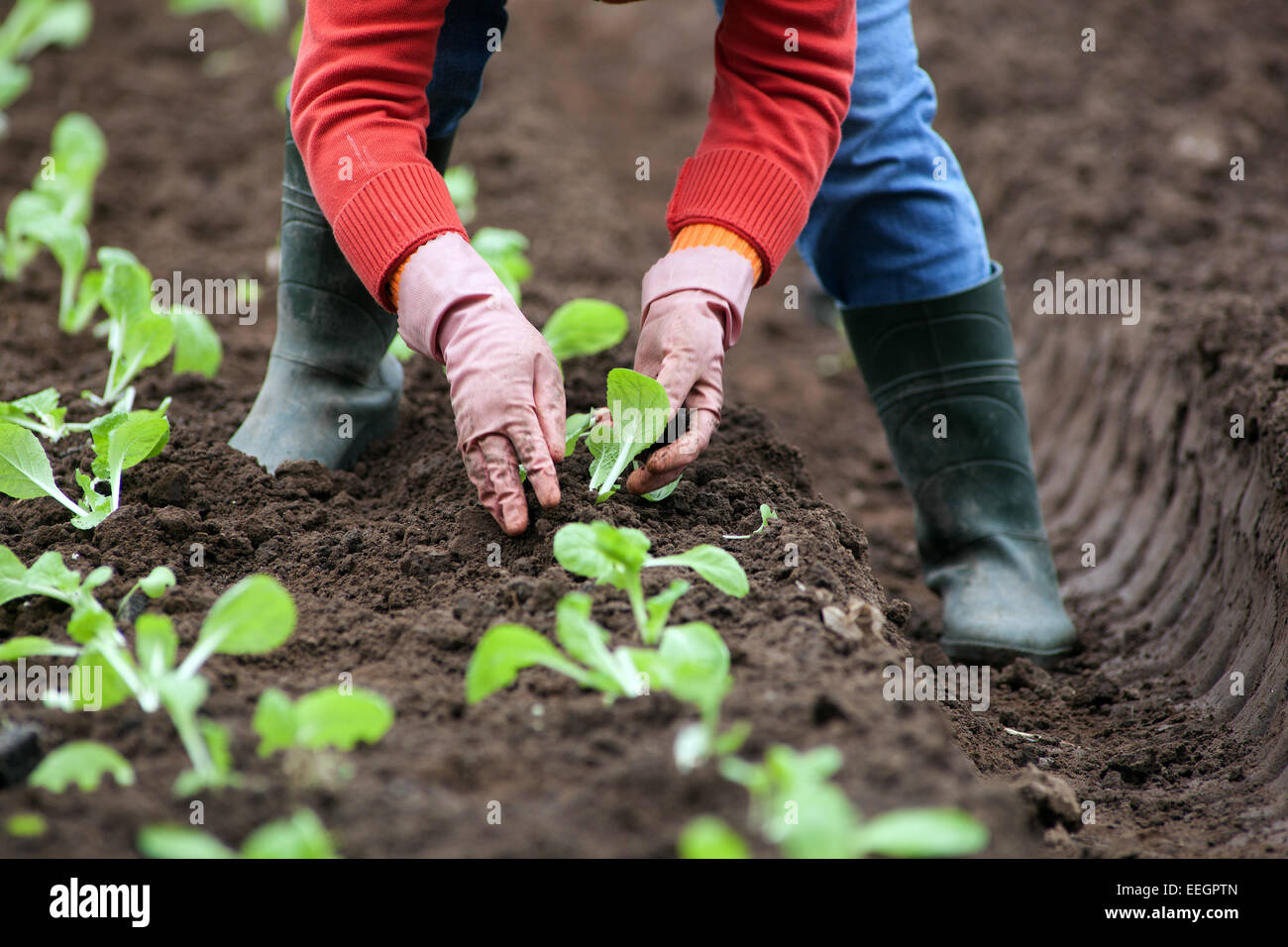 Woman planting Chinese cabbage seedlings in the ground Czech Republic Farmer spring works Stock Photo
