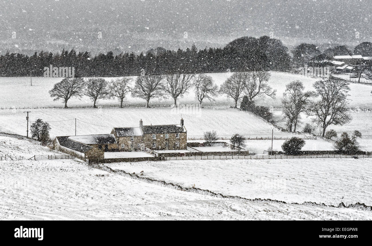 Snowing and snow covered fields in a Northumberland winter landscape with trees and a farm house in the distance Stock Photo