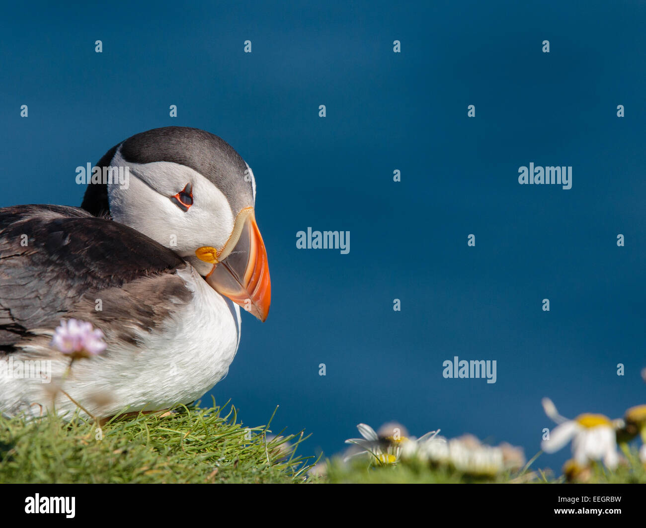 Atlantic puffin on the Shetland islands Stock Photo