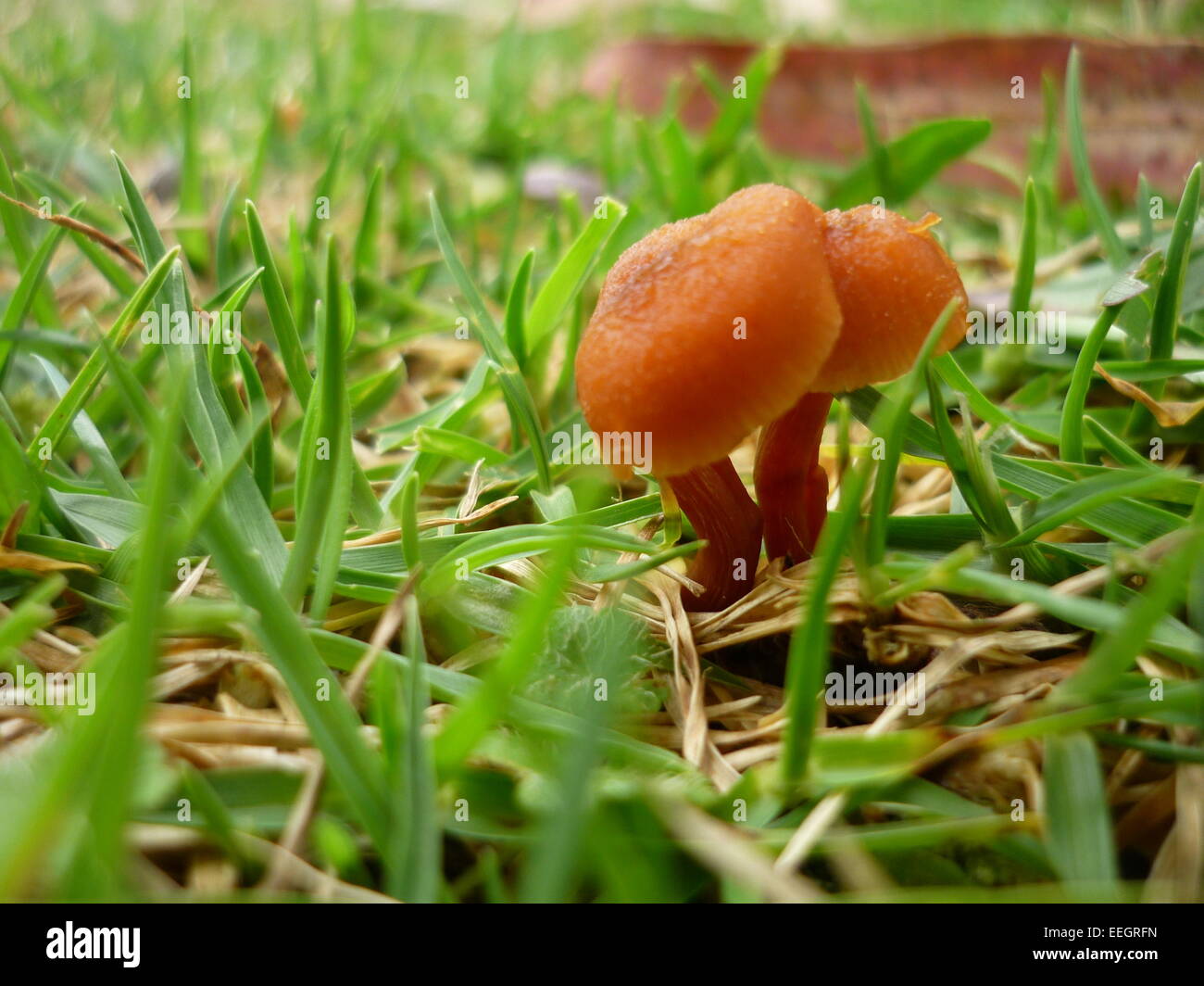 Mushrooms grown in green grass Stock Photo
