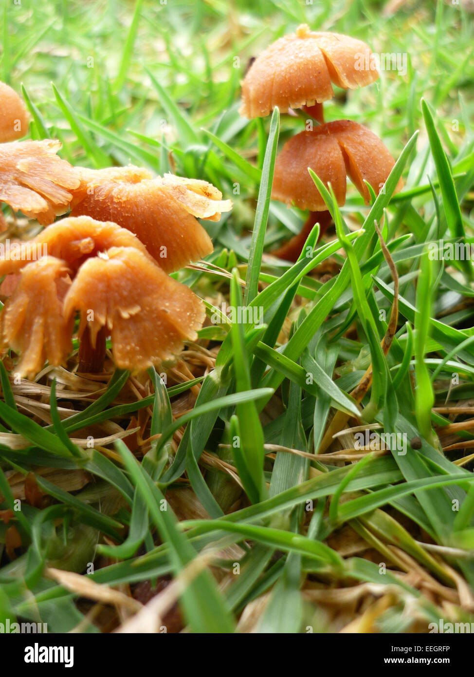 Mushrooms grown in green grass Stock Photo
