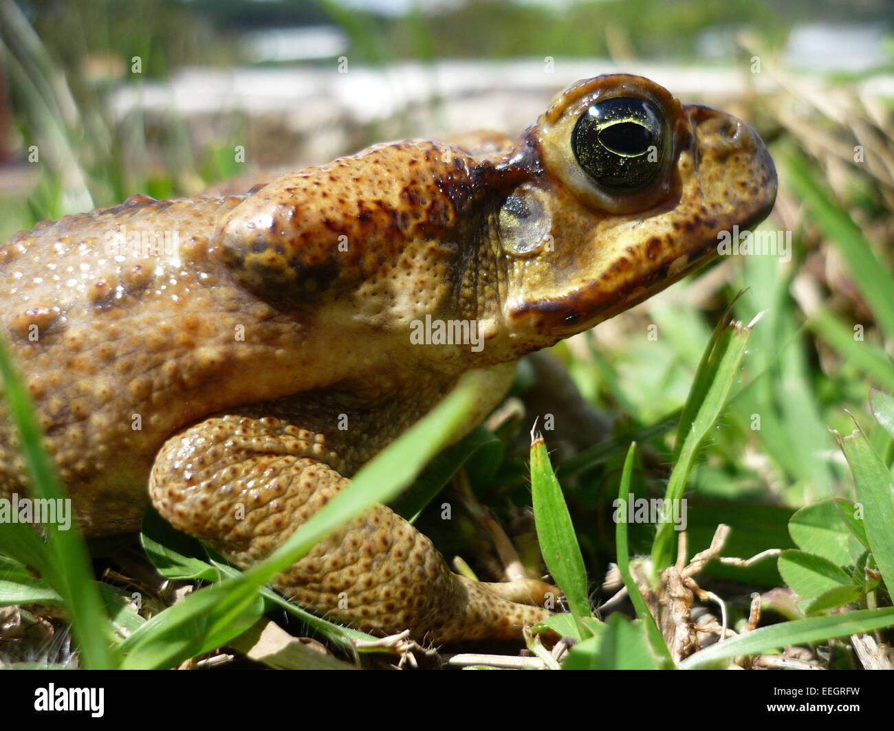 Frog close-up, green grass Stock Photo - Alamy