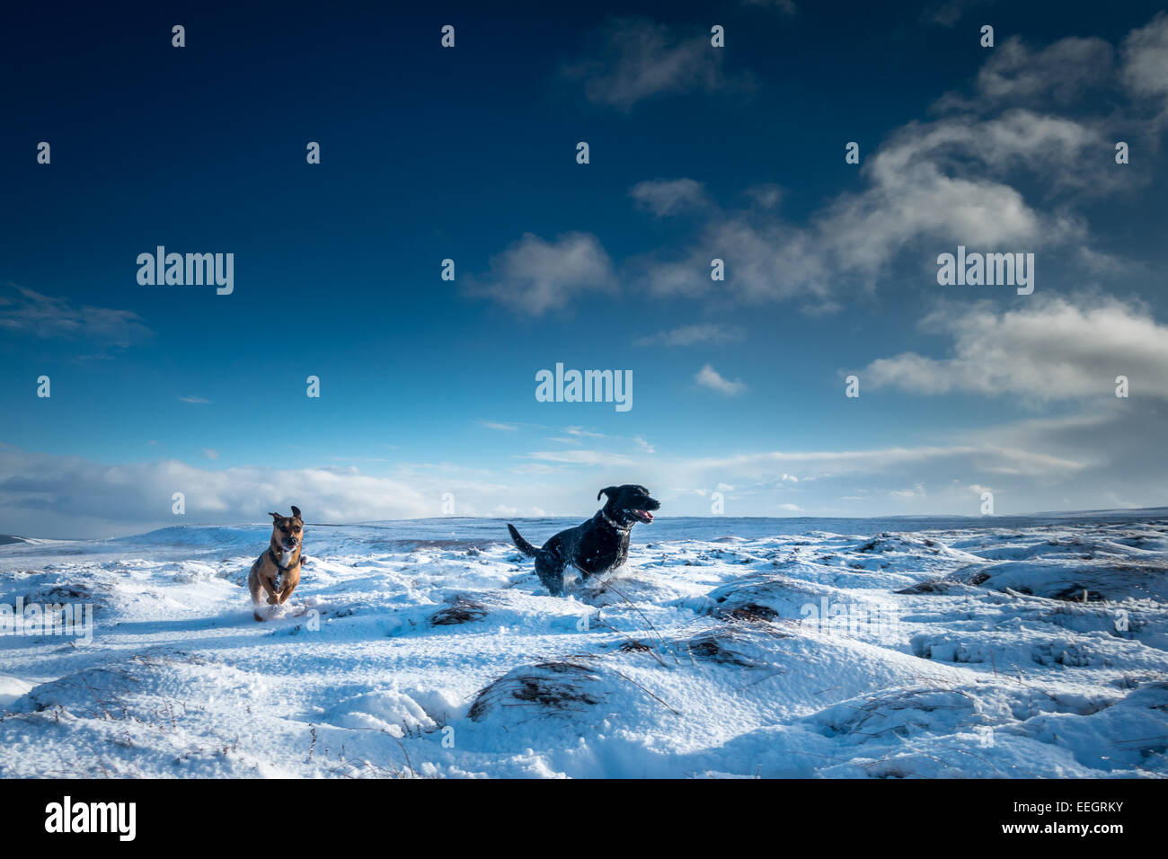 Pets: Black labrador and mixed breed dog running in the snowy countryside in blue sky, Yorkshire, UK Stock Photo