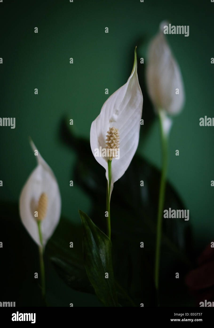 peace lily Stock Photo
