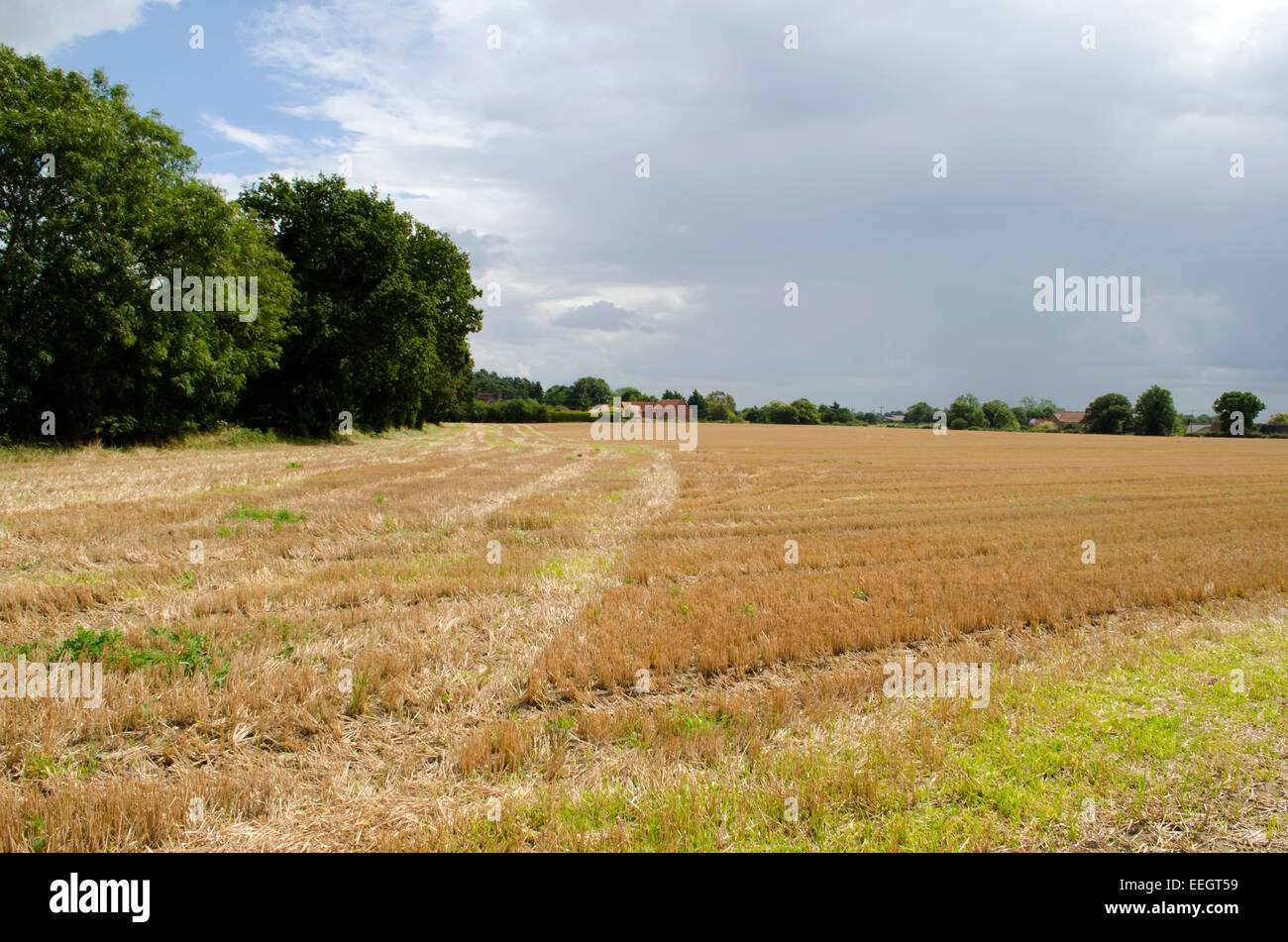 A farmer's field in South Walsham near to the Norfolk Broads Stock Photo