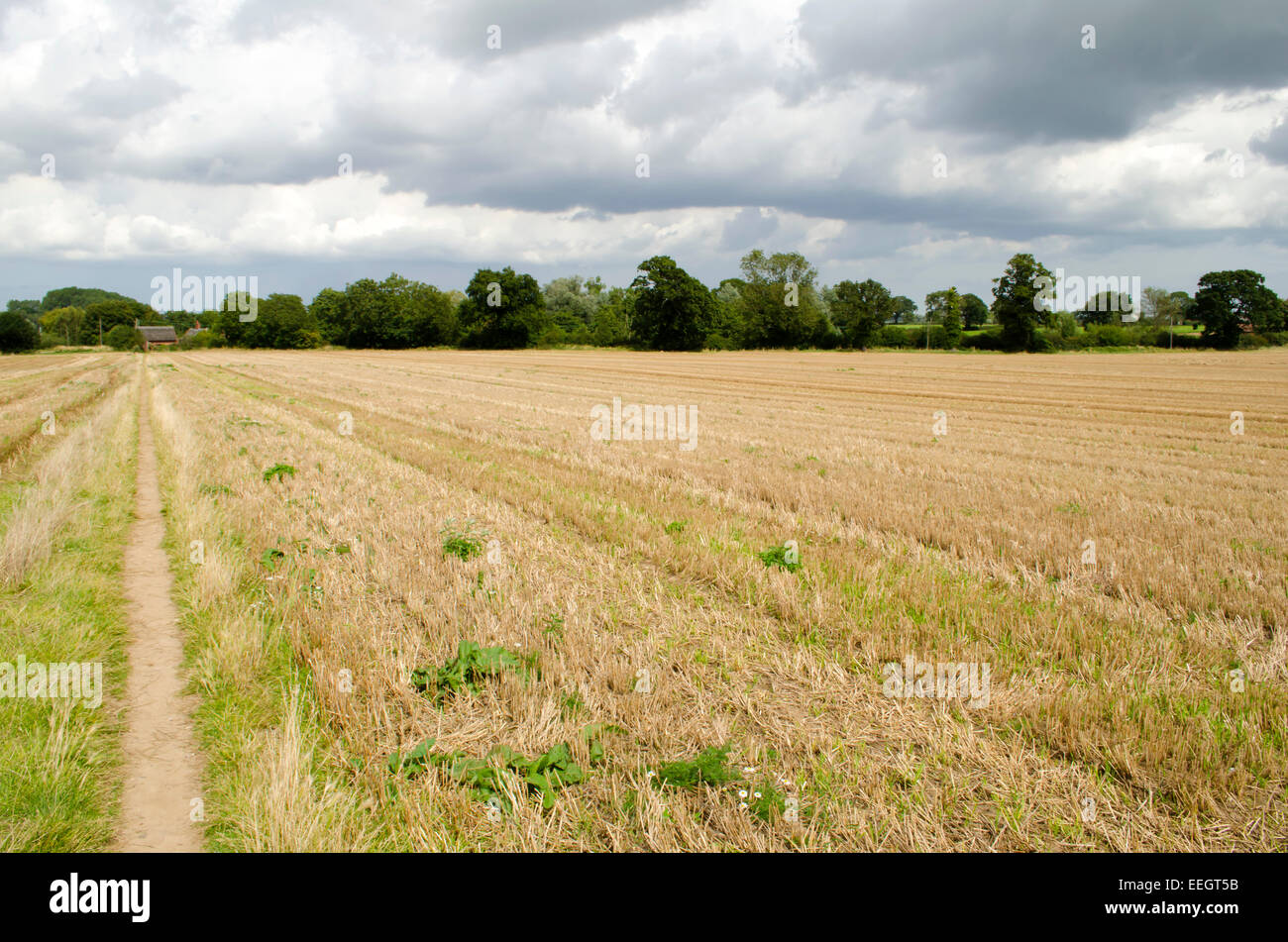 A farmer's field in South Walsham near to the Norfolk Broads Stock Photo