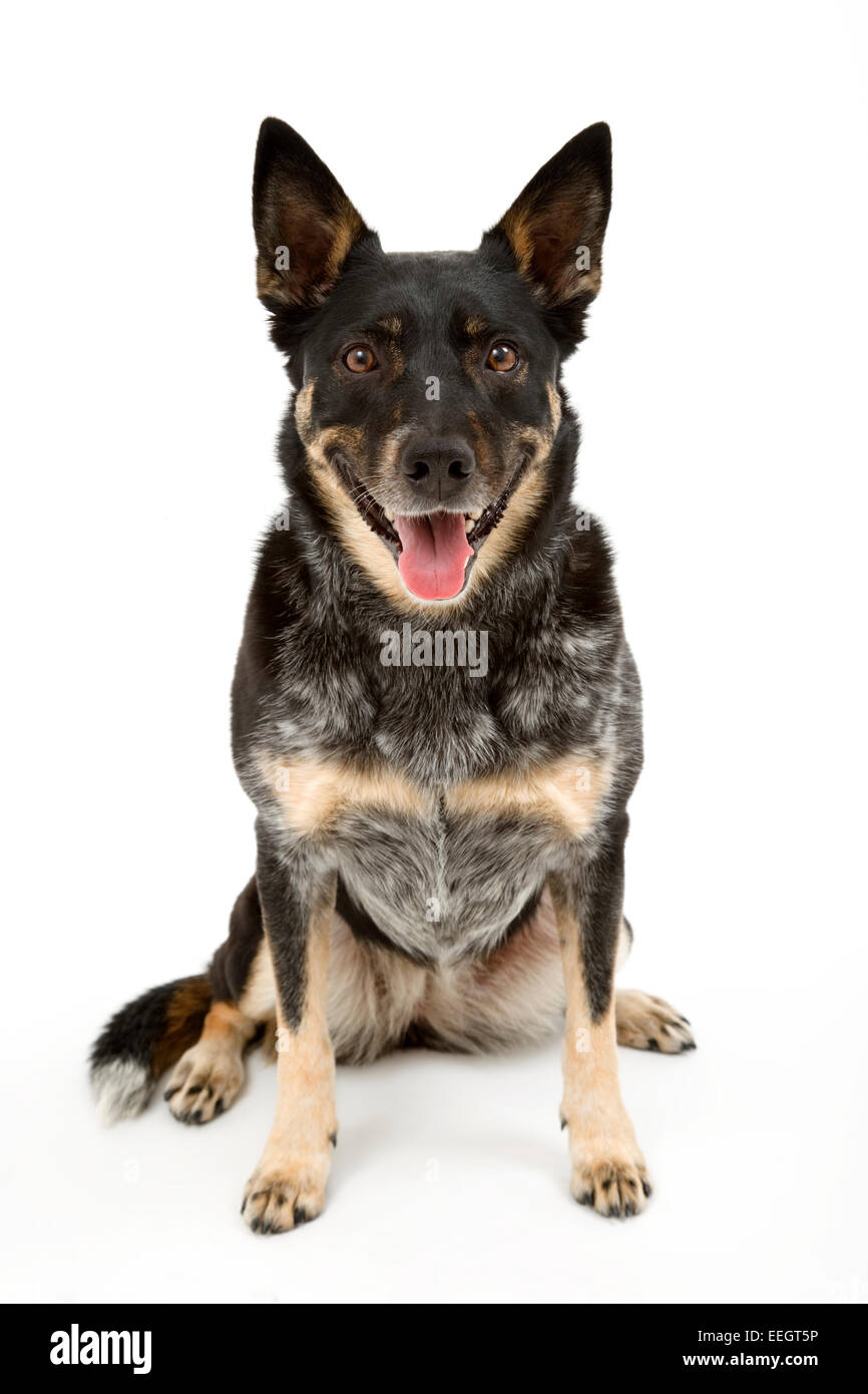 Australian cattle dog Stock Photo