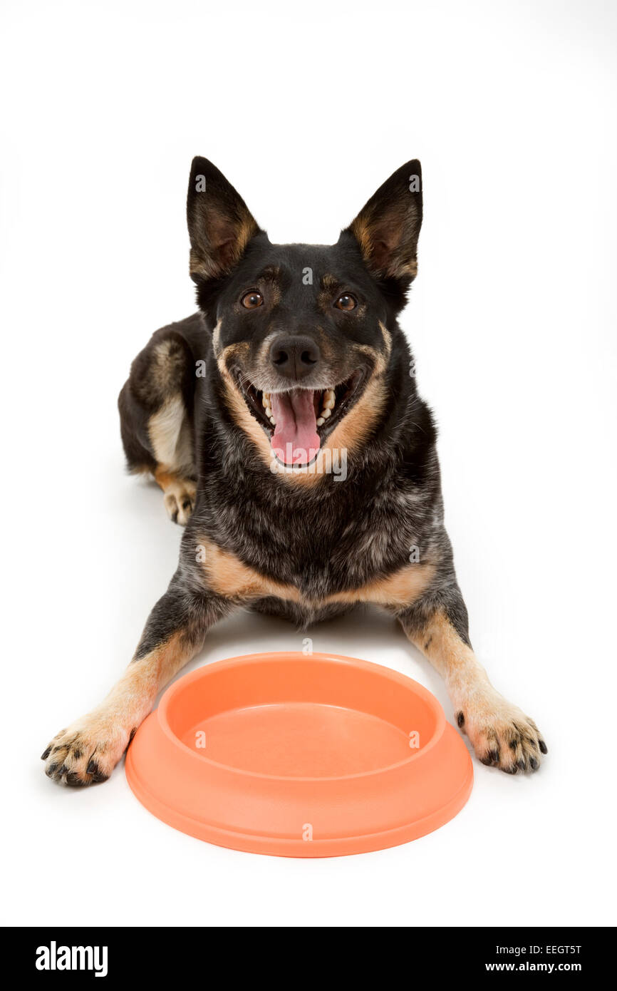 Australian cattle dog lying in front of food dish Stock Photo