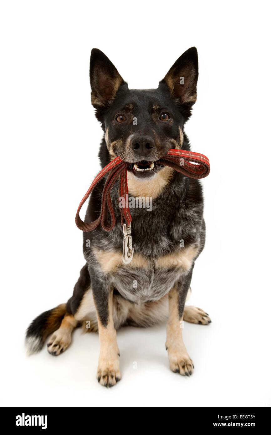 Australian cattle dog holding leash in mouth Stock Photo