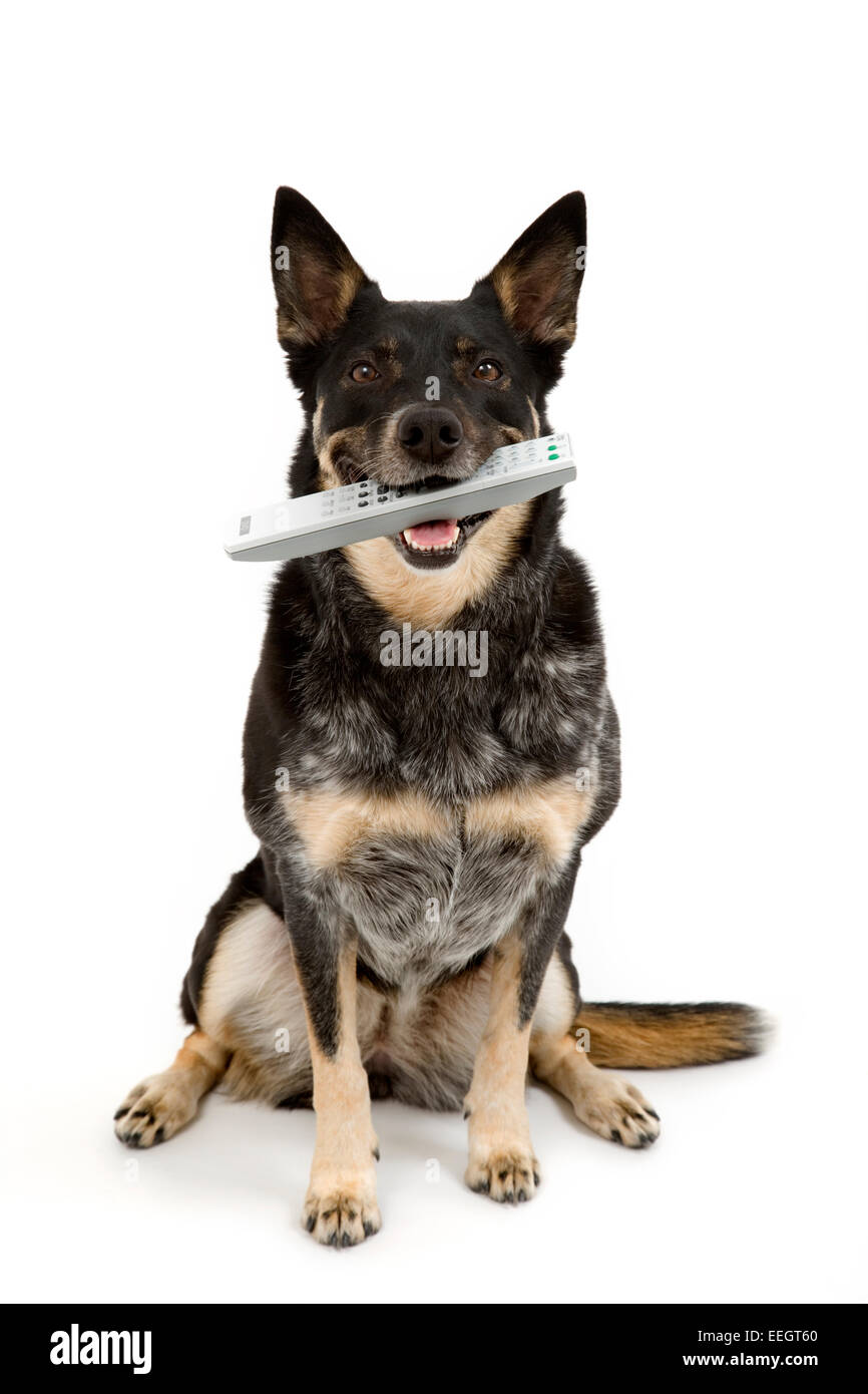 Australian cattle dog holding TV remote in mouth Stock Photo