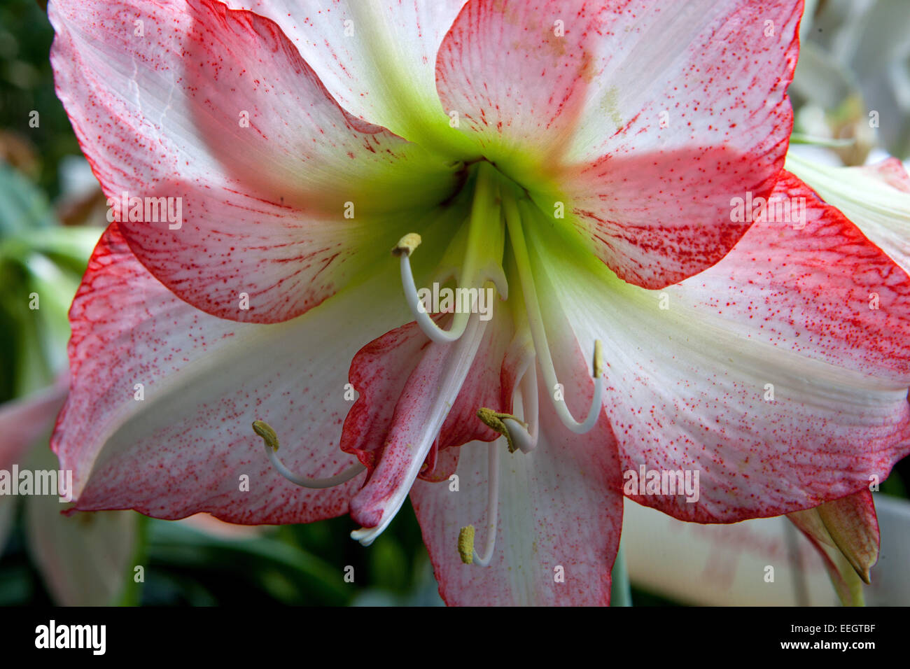 Amaryllis, Hippeastrum Stock Photo