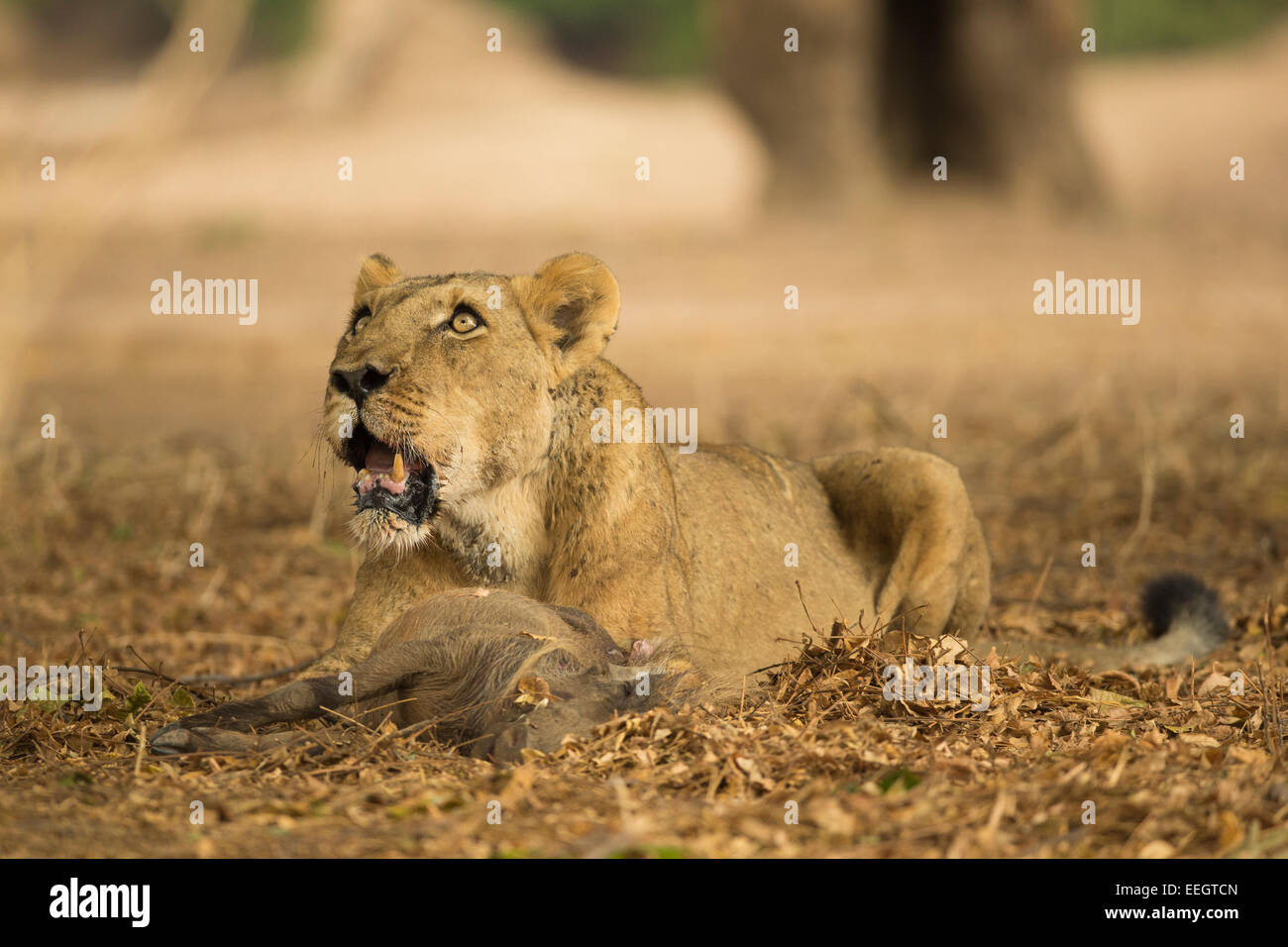 Lioness looking up from her Warthog kill Stock Photo