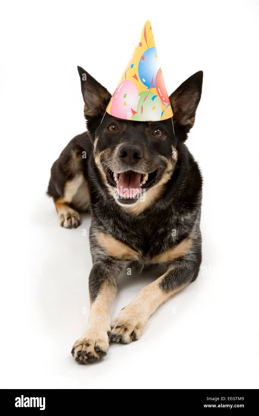 Australian cattle dog wearing a birthday hat Stock Photo