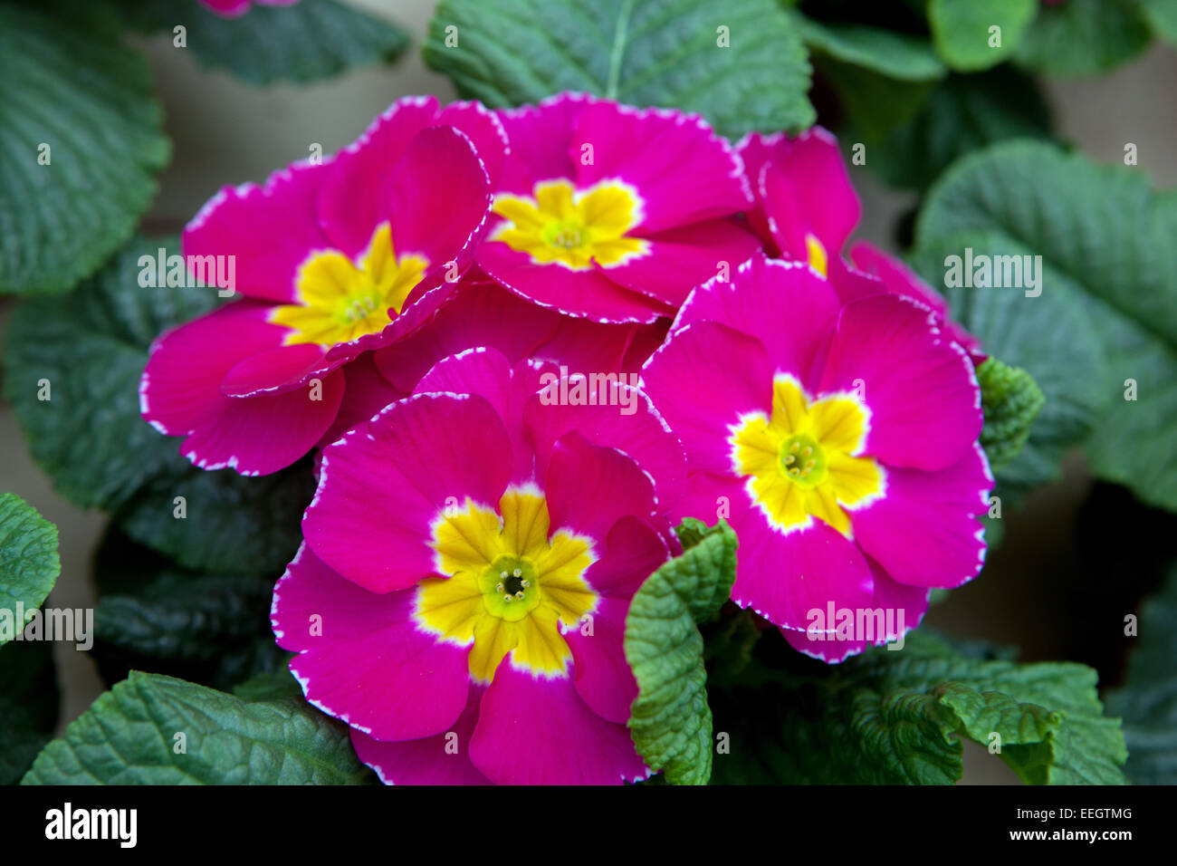 Primula acaulis, primrose, polyanthus, primroses Stock Photo
