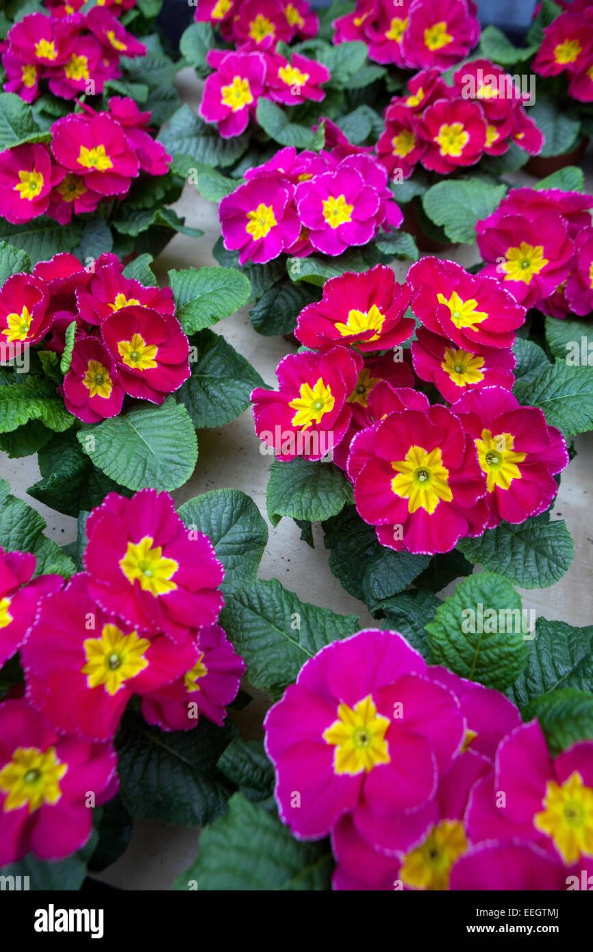 Primula acaulis, primrose, polyanthus, primroses Stock Photo Alamy
