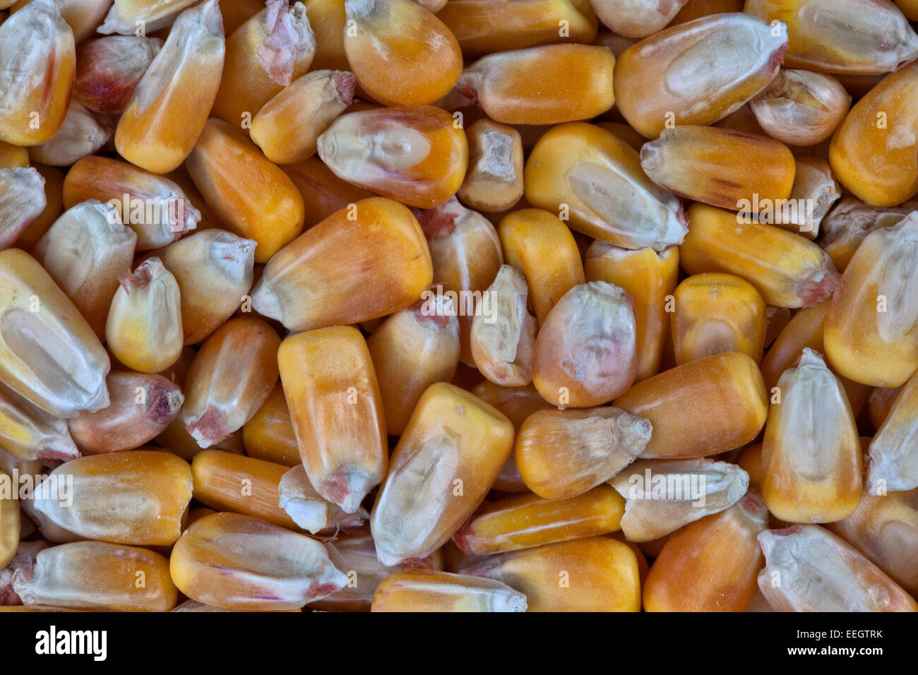 Shelled corn hires stock photography and images Alamy