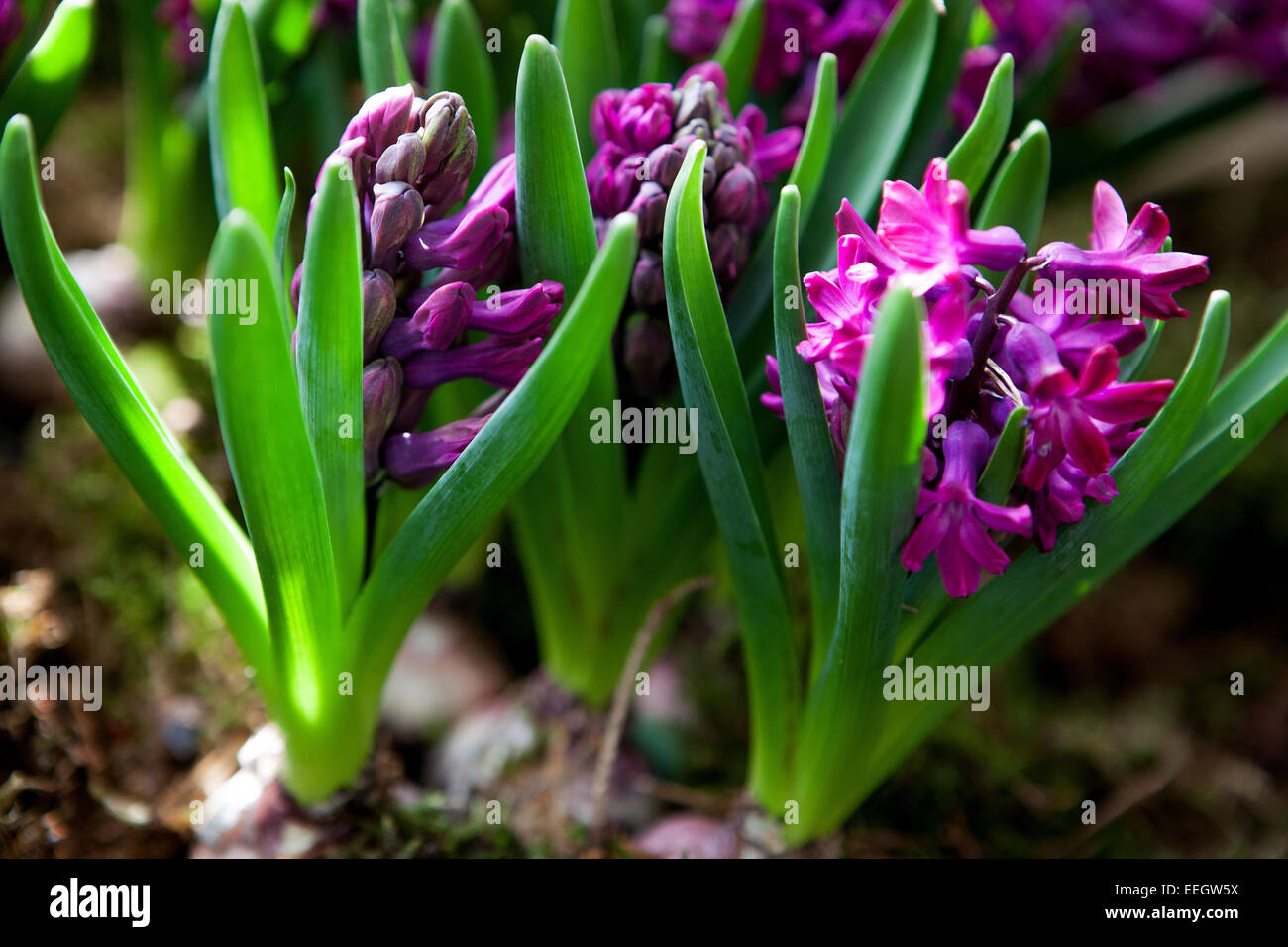 Planted hyacinth bulbs Stock Photo