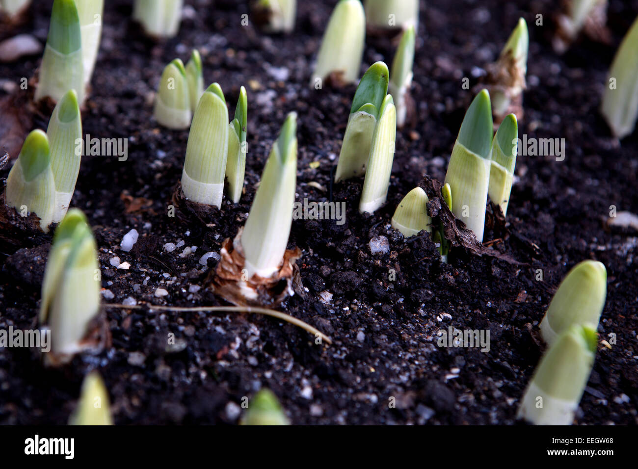 Planted daffodils bulbs Stock Photo