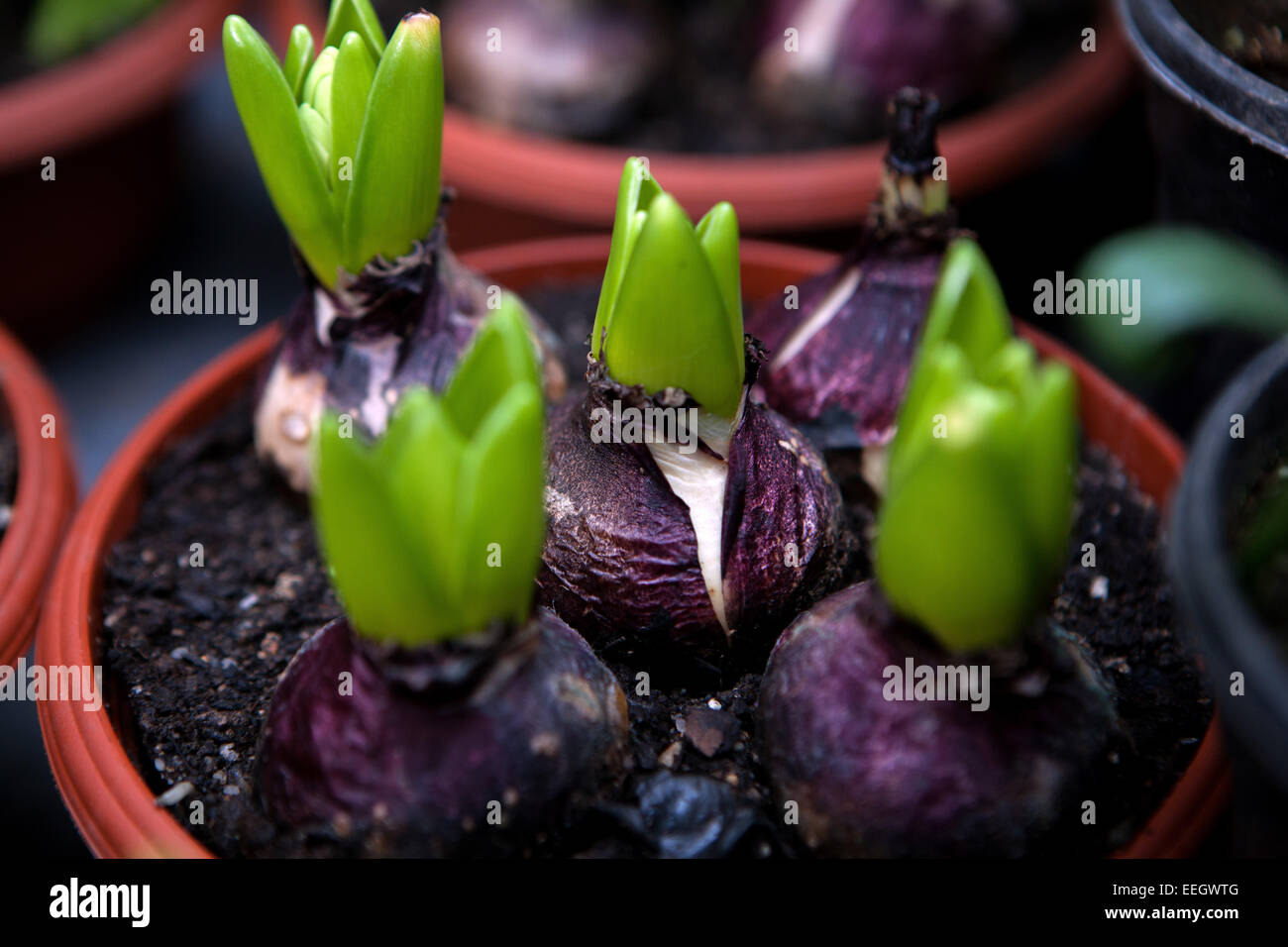 Planted hyacinth bulbs in a pot Stock Photo Alamy