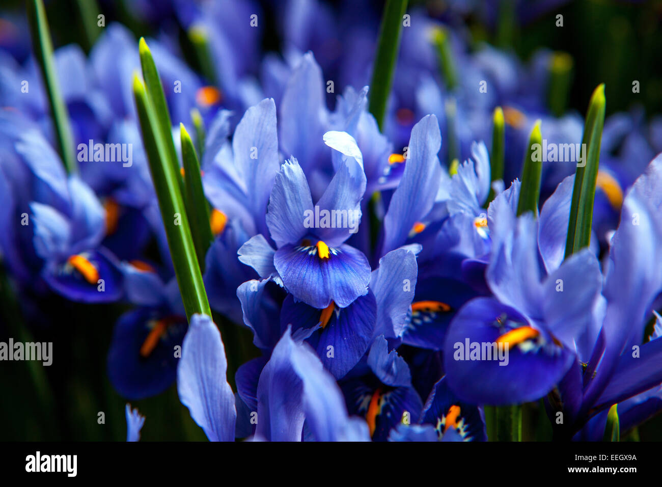 Iris reticulata 'Harmony'. Detail flowers Stock Photo