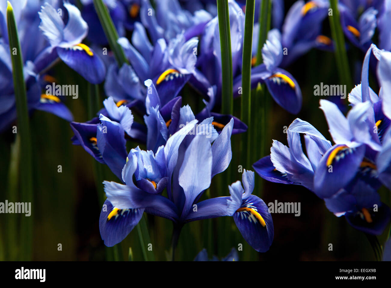 Iris reticulata blue flower Stock Photo