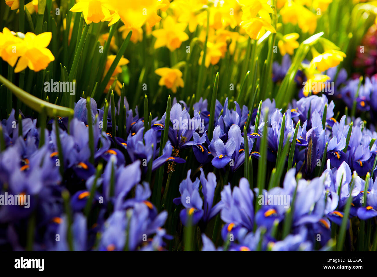 Spring Blue Iris flowers Iris reticulata Yellow Daffodils Flowers Plant Stock Photo