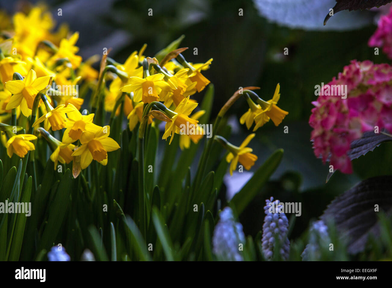 Yellow narcissus spring garden daffodils flowers Stock Photo