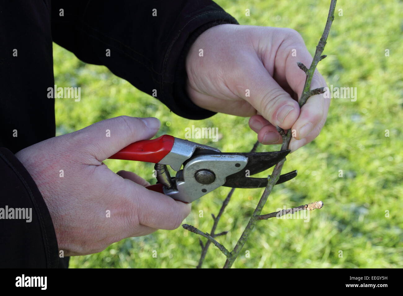 A man prunes a young apple tree (sapling) in a community orchard at Inkerman Park in