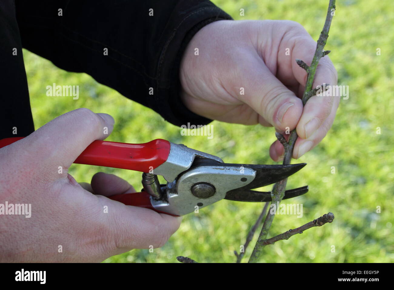 A man prunes a young apple tree (sapling) in a community orchard at Inkerman Park in