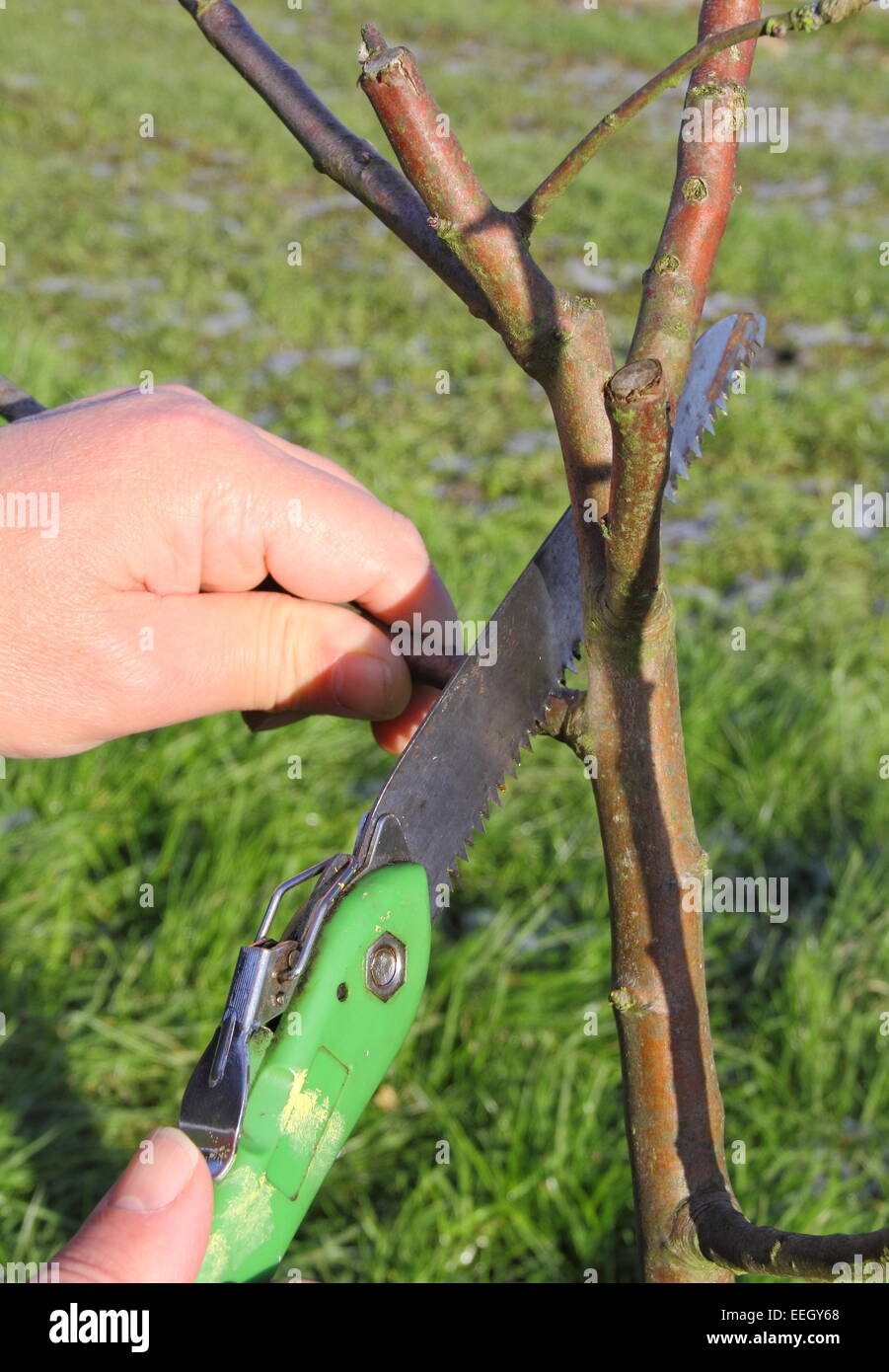A man prunes a young apple tree (sapling) in a community orchard at Inkerman Park in