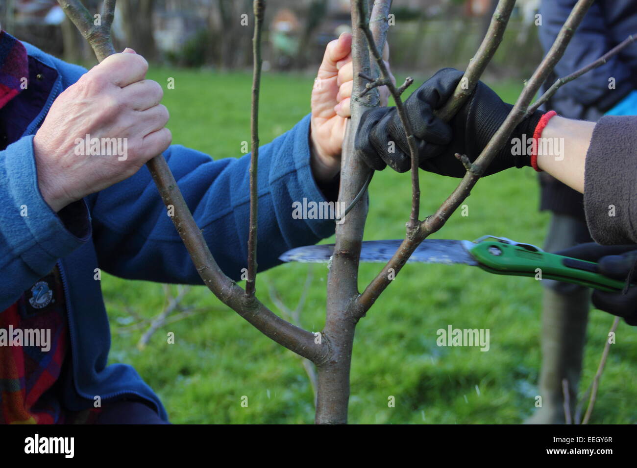 A man supports the branches of a young apple tree while it is pruned at a community orchard in Chesterfield, Derbyshire, UK Stock Photo