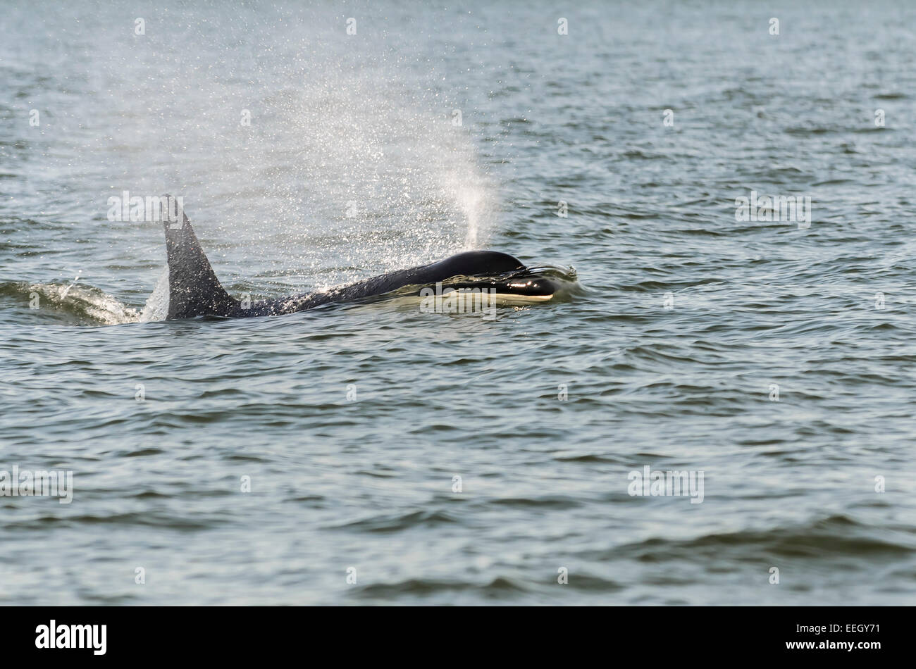 Southern resident Orca, J2, known as Granny, lived to be over 100 years old. J pod , Orcinus orca, British Columbia, Canada Stock Photo