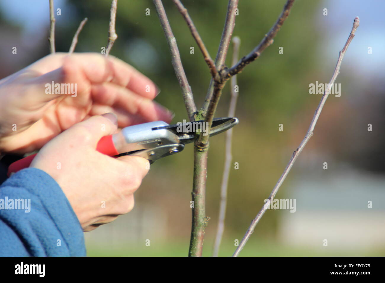 A man prunes a young apple tree (sapling) in a community orchard at Inkerman Park in