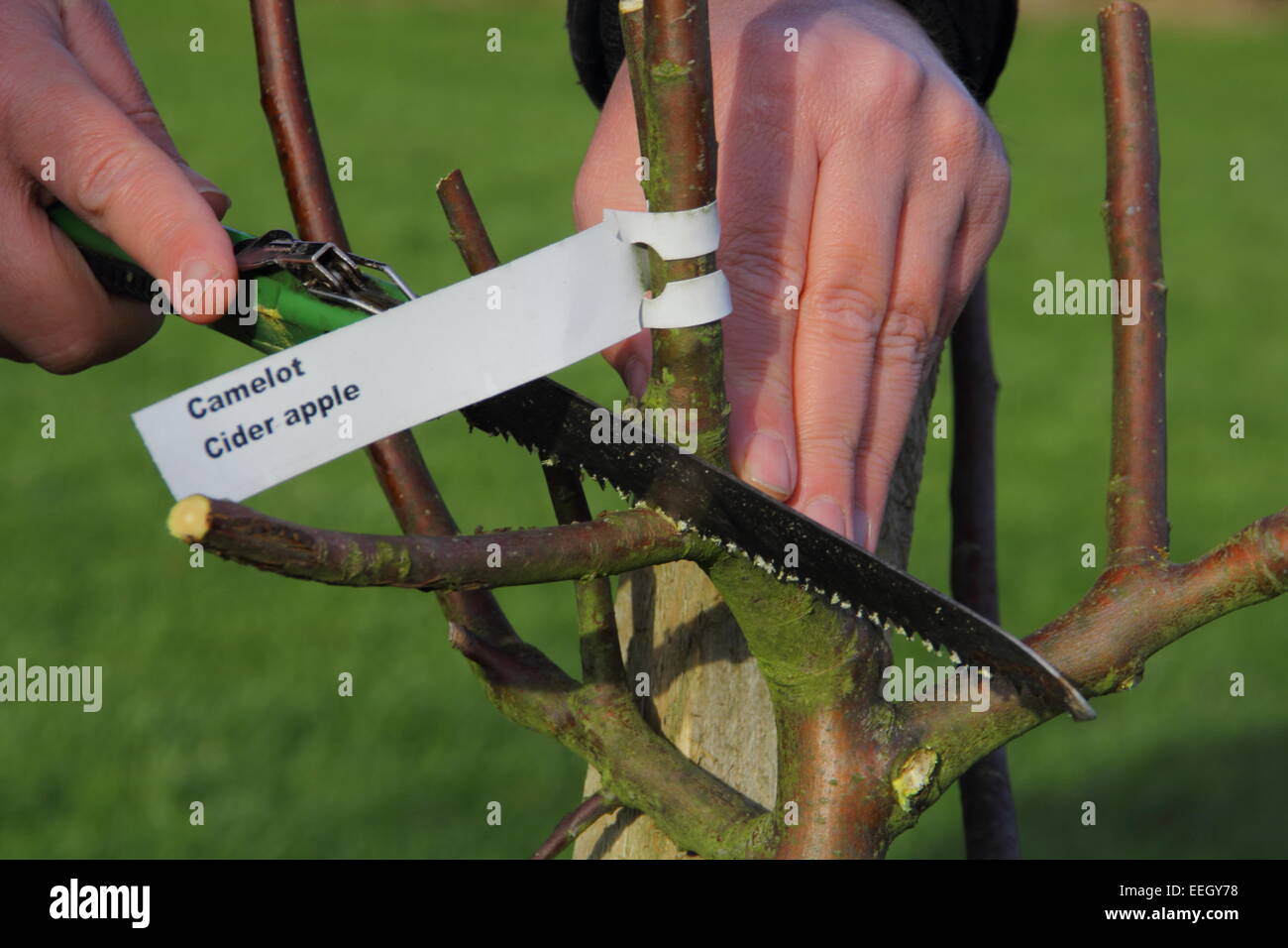 A man prunes a young apple tree (sapling) in a community orchard at Inkerman Park in
