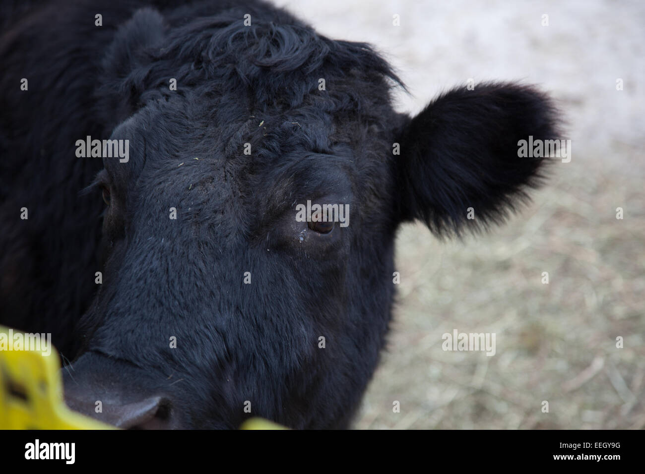 Up close Cow Stock Photo - Alamy