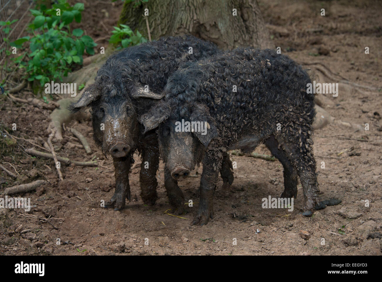 Mangalitza pigs Stock Photo