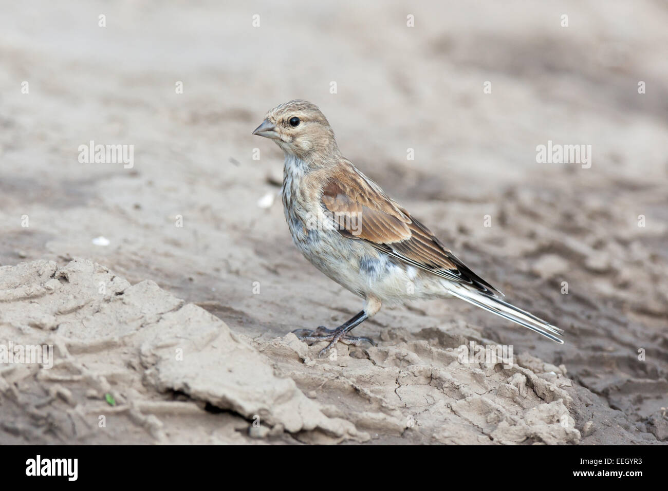 Linnet (Acanthis cannabina).Wild bird in a natural habitat. Stock Photo