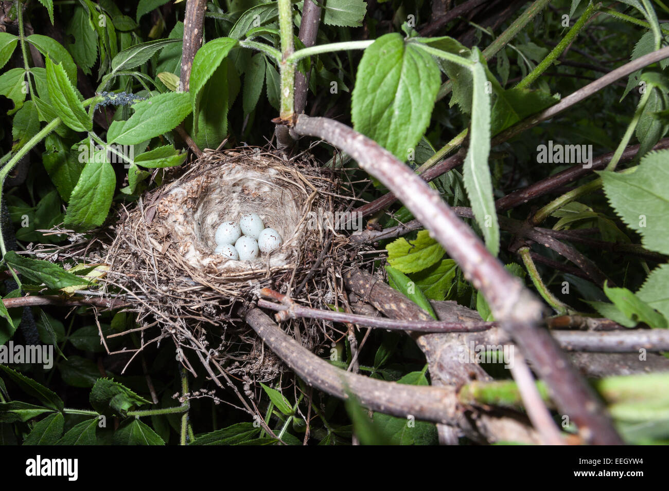 Acanthis cannabina. The nest of the Linnet in nature. Stock Photo