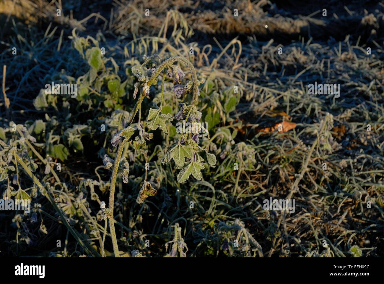 Frozen nature hi-res stock photography and images - Alamy